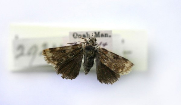 Photo of a Gold-edged Gem moth (Schinia avemensis), back view. 