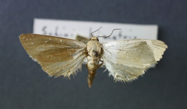 Photo of a White Flower Moth (Schinia bimatris) back view. 