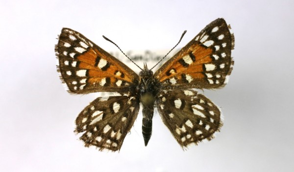 Photo of a preserved specimen of a Mormon Metalmark butterfly (Apodemia mormo), back view.