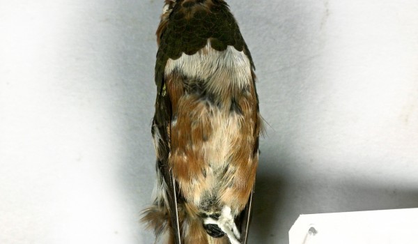 Photo of a preserved, mature, male Rufous Hummingbird specimen (abdominal view). 