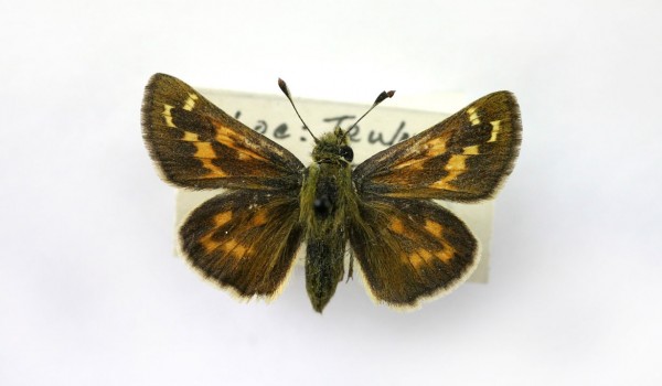 Photo of a preserved specimen of Plains Skipper (Hesperia assiniboia), back view.