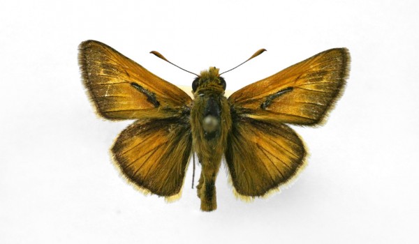 Photo of a preserved specimen of Dakota Skipper (Hesperia dacotae) back view.