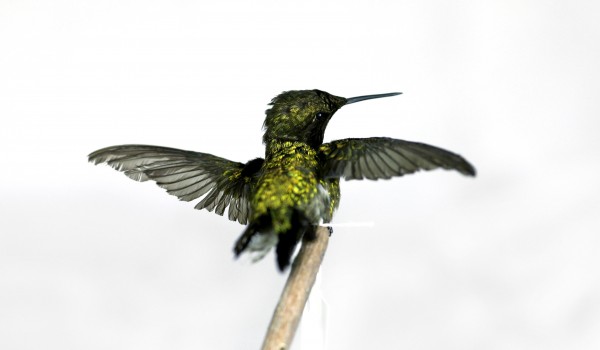 Photo of a preserved, mature, male Ruby-throated Hummingbird specimen (back view). 
