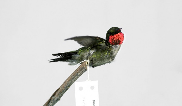 Photo of a preserved, mature, male Ruby-throated Hummingbird specimen (side view). 