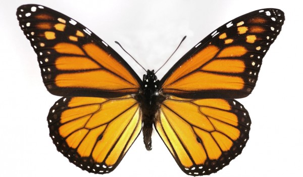 Photo of a preserved specimen of Monarch (Danaus plexippus), back view.