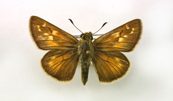 Photo of a preserved specimen of Ottoe Skipper (Hesperia ottoe) back view.