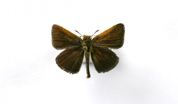 Photo of a preserved specimen of Poweshiek Skipperling (Oarsima poweshiek), back view.