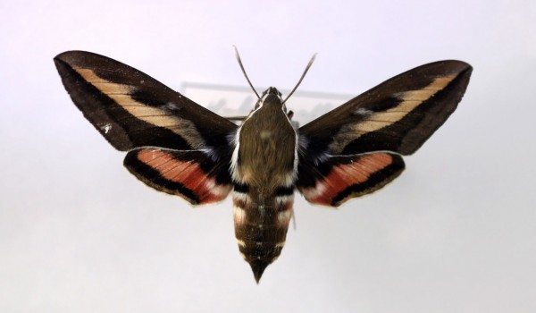 Photo of a preserved specimen of Gallium Sphinx moth (Hyles gallii), back view.
