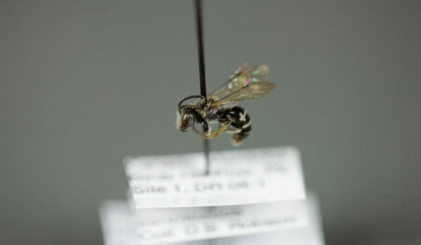 Photo of a preserved specimen of Lasioglossum leucozonium, side view.