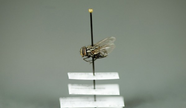 Photo of a preserved specimen of Graphomyia, side view.