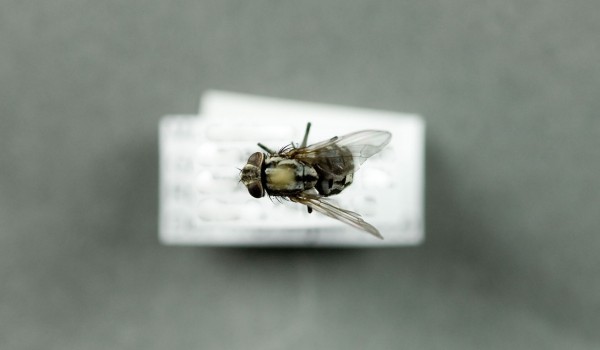Photo of a preserved specimen of Graphomyia, back view.