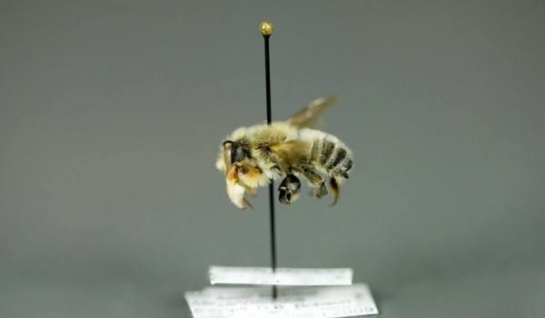 Photo of a preserved specimen of Leafcutting Bee (Megachile latimanus), side view.