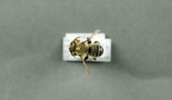 Photo of a preserved specimen of Leafcutting Bee (Megachile latimanus), back view.