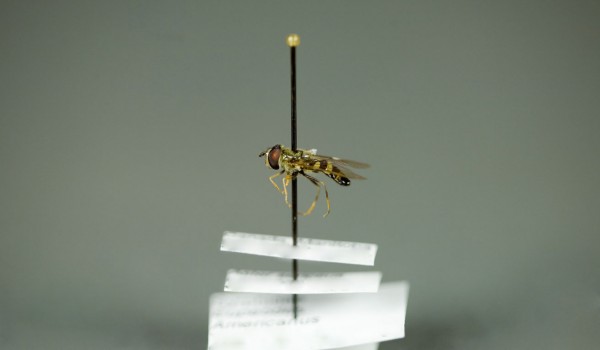 Photo of a preserved specimen of American Hover Fly (Eupeodes americanus), side view.