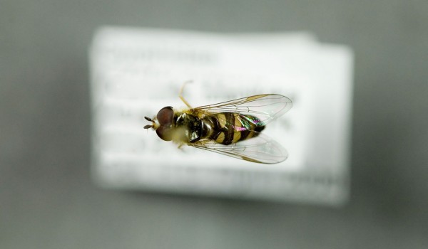 Photo of a preserved specimen of American Hover Fly (Eupeodes americanus), back view.