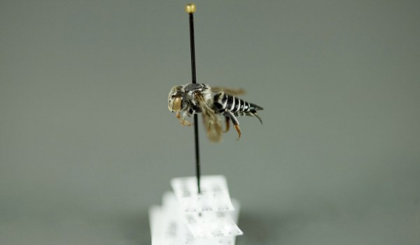 Photo of a preserved specimen of Coelioxys rufitarsus, side view.