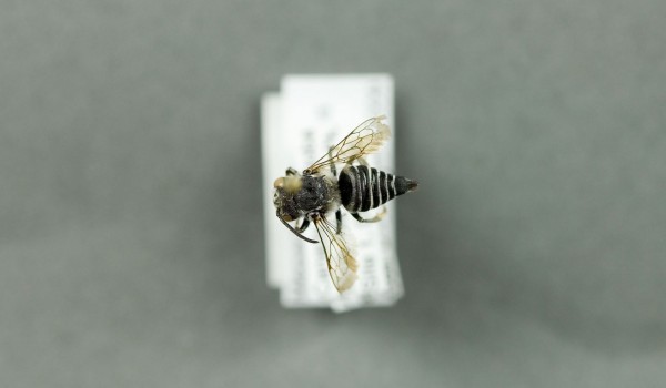 Photo of a preserved specimen of Coelioxys rufitarsus, back view.