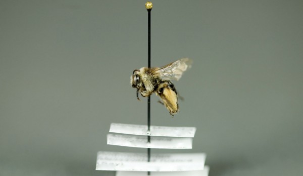 Photo of a preserved specimen of Long-horned Bee (Melissoides rustica), side view.