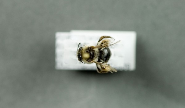 Photo of a preserved specimen of Long-horned Bee (Melissoides rustica), back view.