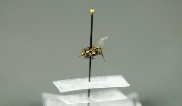 Photo of a preserved specimen of Stable Fly (Stomoxys calcitrans), side view.