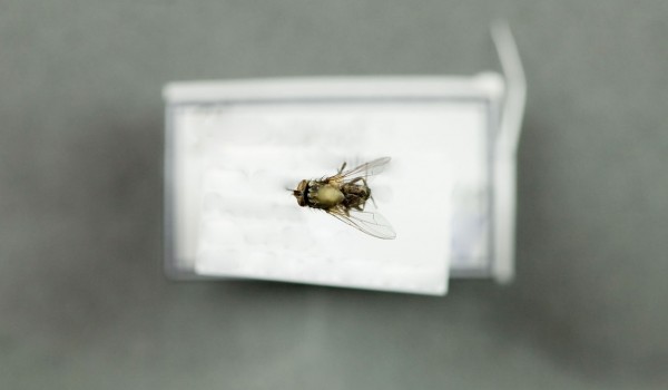 Photo of a preserved specimen of Stable Fly (Stomoxys calcitrans), back view.