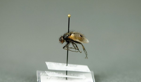Photo of a preserved specimen of Haematobosca alcis, side view.