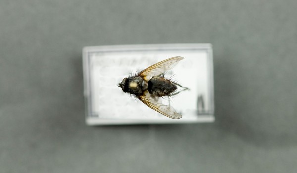 Photo of a preserved specimen of Haematobosca alcis, back view.
