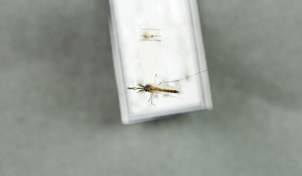 Photo of a preserved specimen of Aedes nigripes, back view.