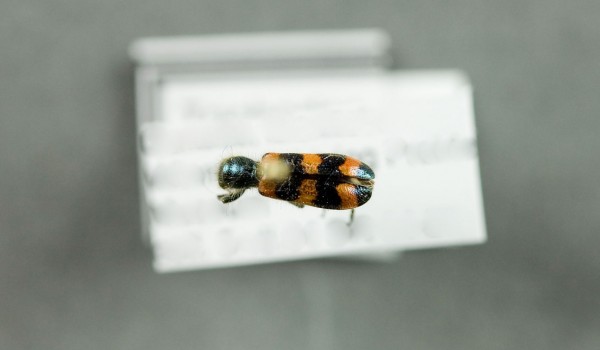 Photo of a preserved specimen of Trichodes nutalli, back view.