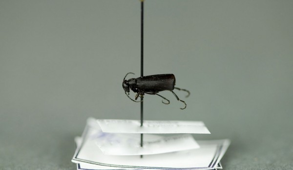 Photo of a preserved specimen of Black Blister Beetle (Epicauta pennsylvanica), side view.
