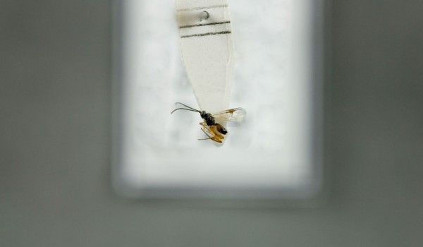 Photo of a preserved specimen of Braconid wasp, back view.
