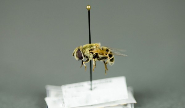 Photo of a preserved specimen of Eristalis, side view.