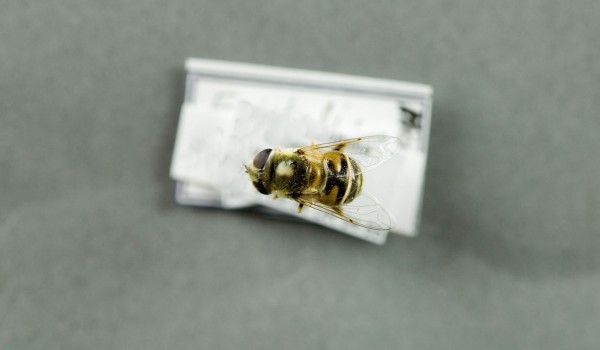 Photo of a preserved specimen of Eristalis, back view.