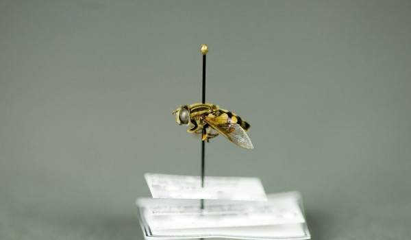 Photo of a preserved specimen of Helophilus side view.