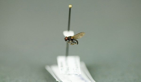 Photo of a preserved specimen of Cheilosia side view.