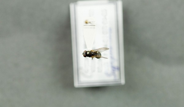 Photo of a preserved specimen of Cheilosia back view.