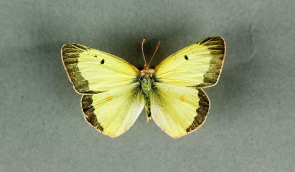 Photo of a preserved specimen of a Common Sulphur butterfly (Colias philodice), back view.