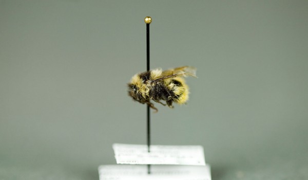 Photo of a preserved specimen of Yellow Bumble Bee (Bombus fervidus) side view.