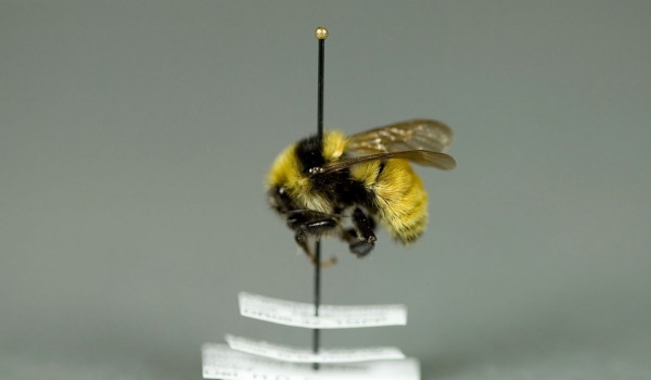 Photo of a preserved specimen of Northern Amber Bumble Bee (Bombus borealis), side view.