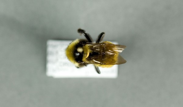 Photo of a preserved specimen of Northern Amber Bumble Bee (Bombus borealis), back view.