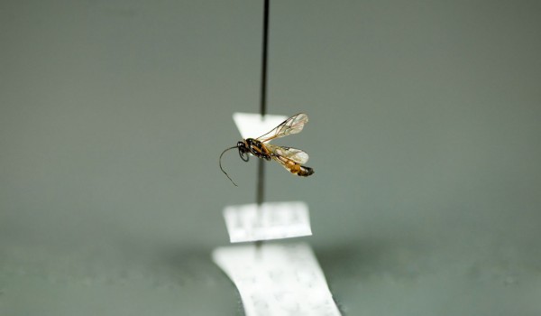 Photo of a preserved specimen of an Oxytorinae species, side view.