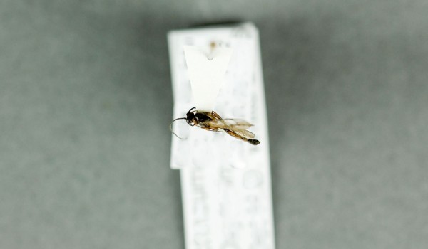 Photo of a preserved specimen of an Oxytorinae species, back view.