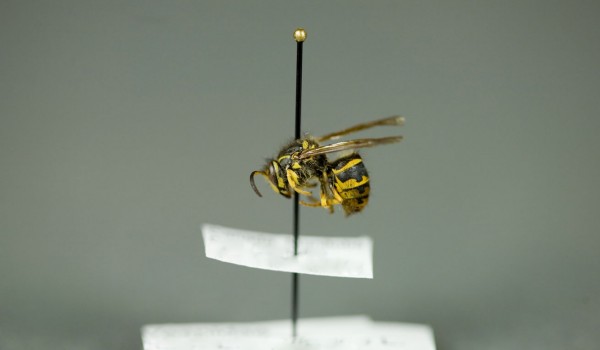 Photo of a preserved specimen of Common Wasp (Vespula vulgaris), side view.