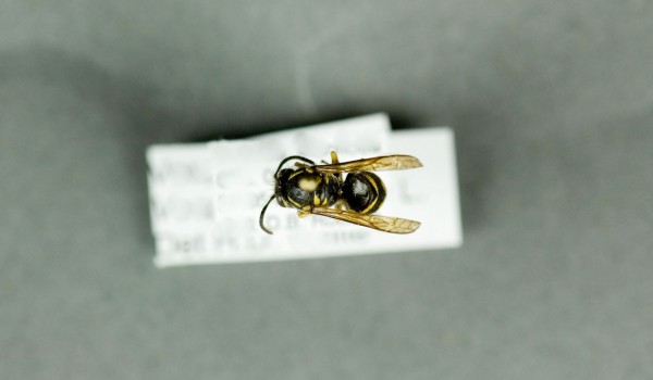Photo of a preserved specimen of Common Wasp (Vespula vulgaris), back view.