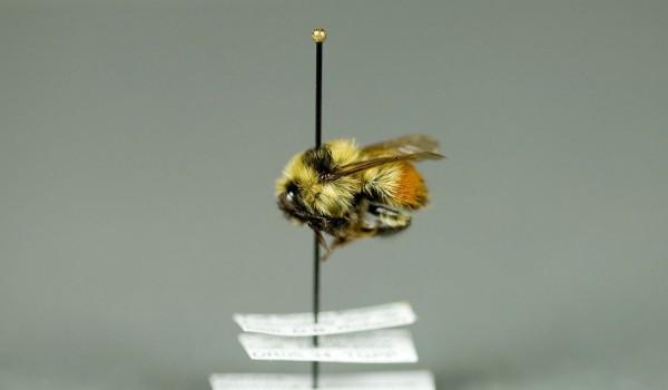 Photo of a preserved specimen of Red-belted Bumble Bee (Bombus rufocinctus), side view.