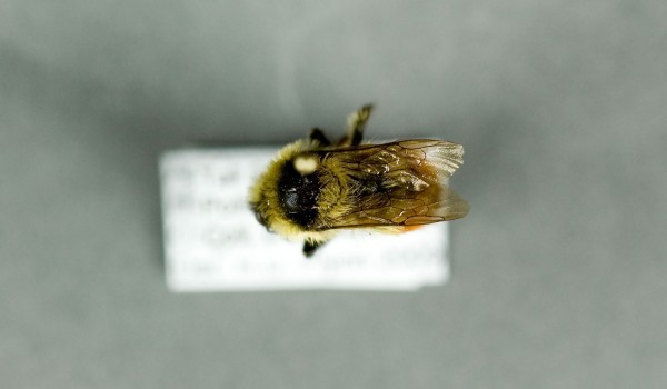 Photo of a preserved specimen of Red-belted Bumble Bee (Bombus rufocinctus), back view.