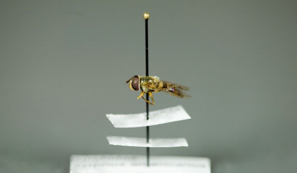 Photo of a preserved specimen of Syrphus americanus, side view.