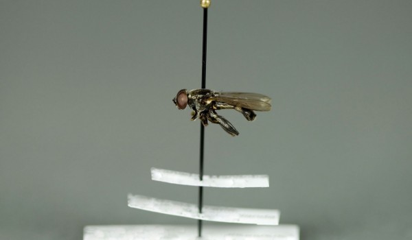 Photo of a preserved specimen of Spilomyia, side view.