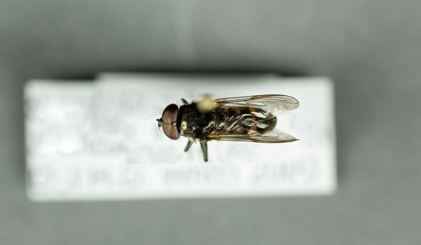 Photo of a preserved specimen of Spilomyia back view.