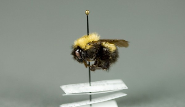 Photo of a preserved specimen of Confusing Bumble Bee (Bombus perplexus),  side view.